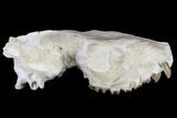 Oreodont (Merycoidodon) Partial Skull - Wyoming #113031-5